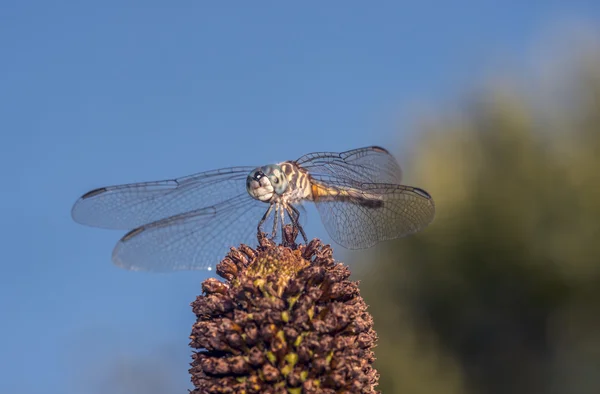 Πράσινο darner — Φωτογραφία Αρχείου