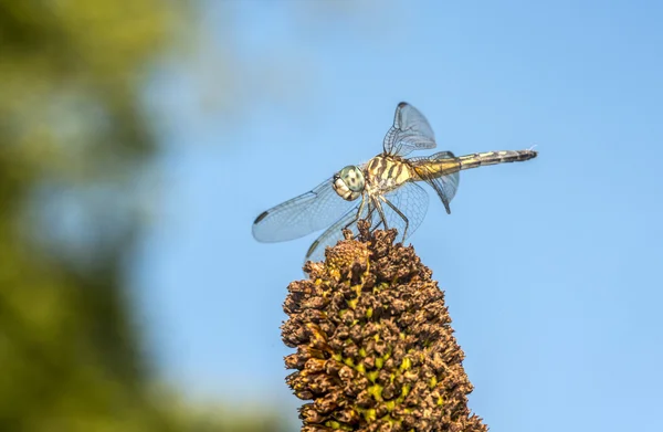 Groene darner — Stockfoto