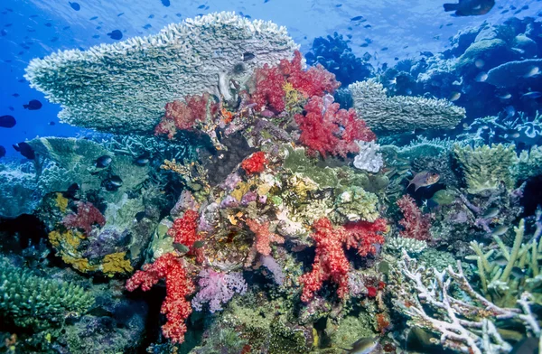 Coral reef Fiji — Stockfoto