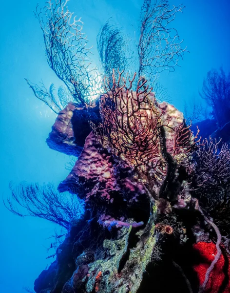 Underwater coral reef — Stock Photo, Image