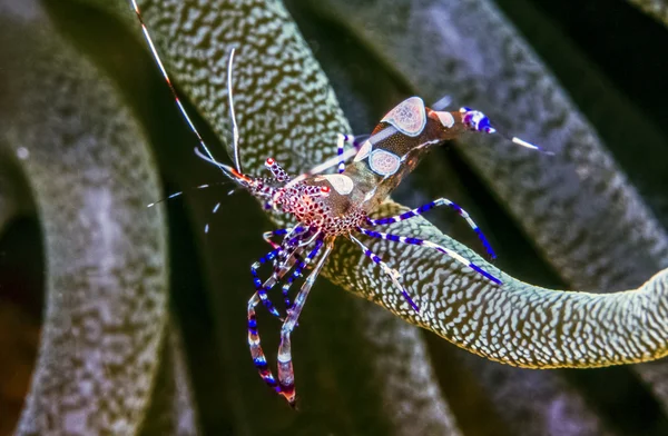 Spotted cleaner shrimp — Stock Photo, Image