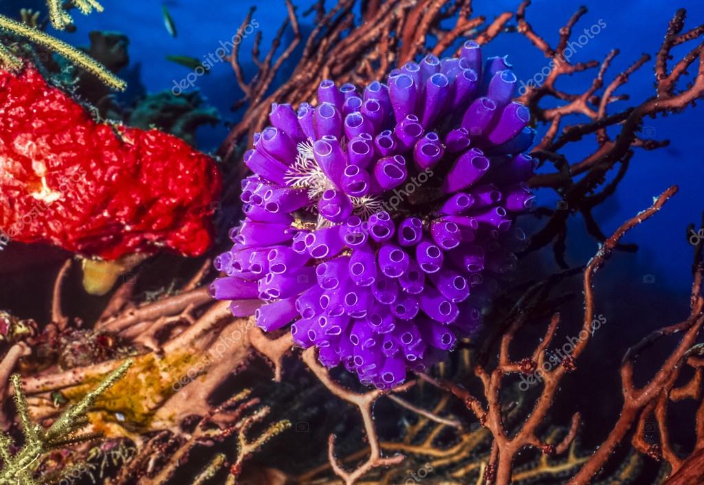 Purple tunicates Stock Photo by ©johnanderson 81982352