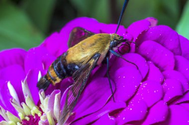 sinek kuşu Şahin-güve, Macroglossum stellatarum