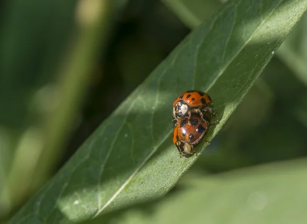 Ladybug в саду — стоковое фото