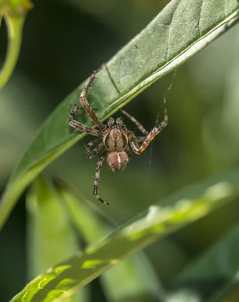 Aranha lobo — Fotografia de Stock