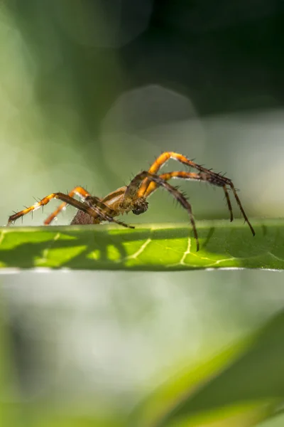 Araña lobo — Foto de Stock