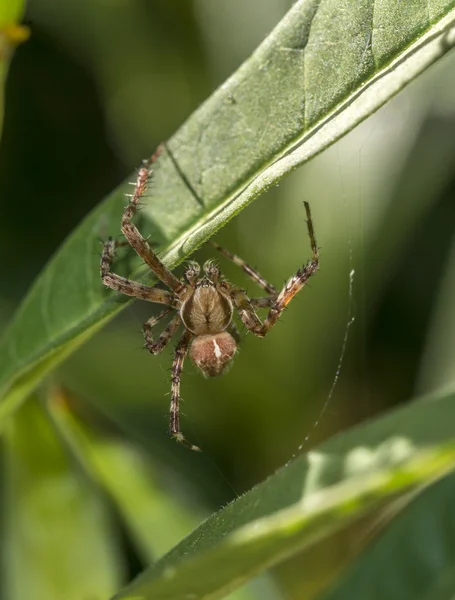 Wolf spider — Zdjęcie stockowe