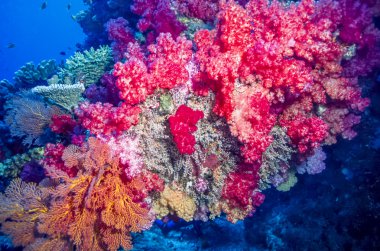 dendronephthya yumuşak mercanlar