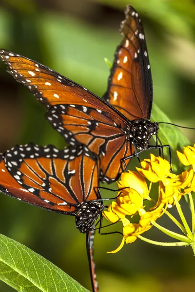 Borboleta monarca (danaus plexippus) — Fotografia de Stock