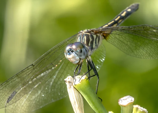 Verde Darner — Fotografia de Stock