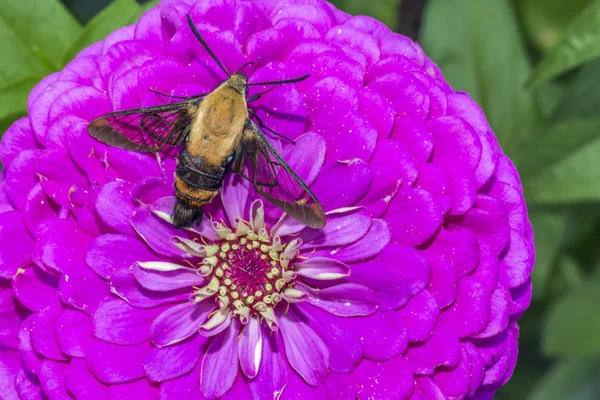 Sinek kuşu Şahin-güve, Macroglossum stellatarum — Stok fotoğraf