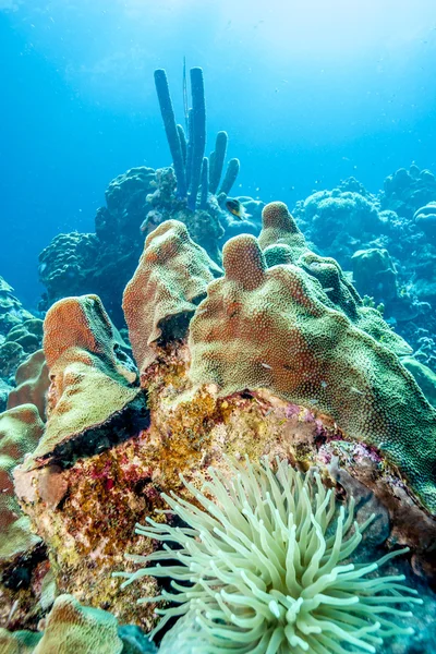 Underwater korallrev — Stockfoto