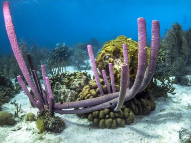 Sualtı mercan