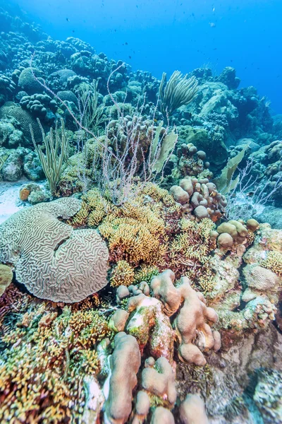 Underwater coral reef — Stock Photo, Image