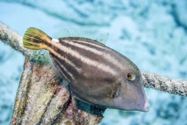 Orangefarbener Filefisch, Cantherhines pullus — Stockfoto