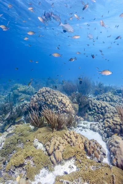 Korallenriff unter Wasser — Stockfoto