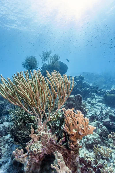 Underwater korallrev — Stockfoto