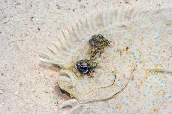 Peacock flounder,Bothus mancus — Stock Photo, Image