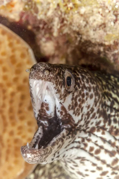 Moray manchado (Gymnothorax isingteena ) — Fotografia de Stock