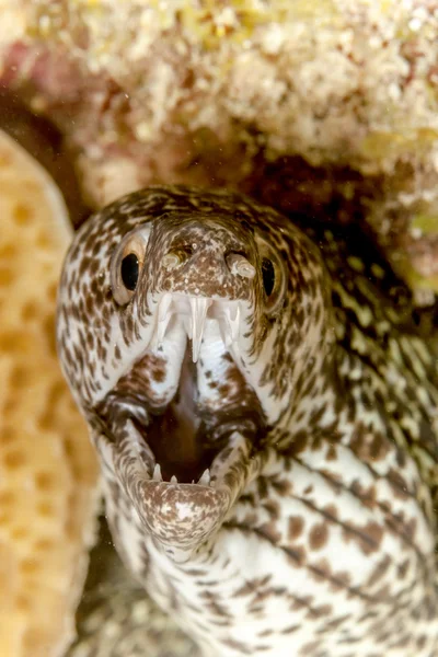 Плямистий морай ( Gymnothorax isingteena ) — стокове фото