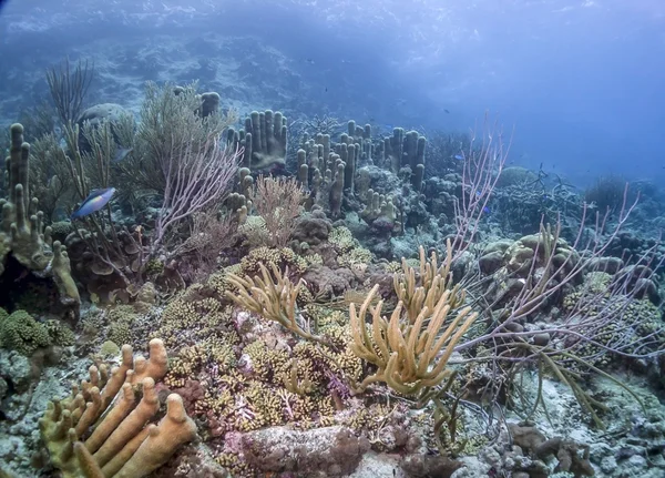 Barriera corallina subacquea — Foto Stock