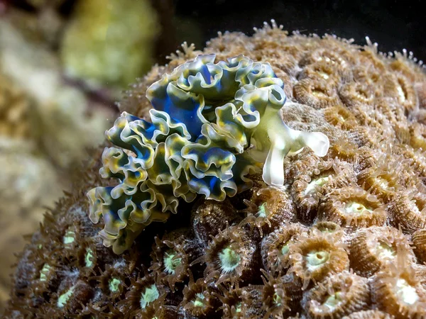 Elysia crispata, salát sea slug, zá — Stock fotografie