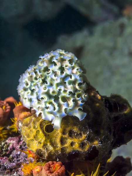 Elysia crispata,lettuce sea slug,colorfu — Stock Photo, Image