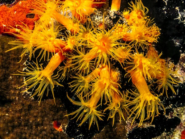 Orange cup corals — Stock Photo, Image