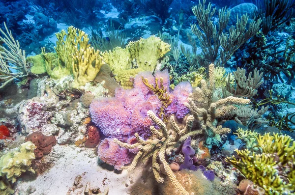 Korallenriff unter Wasser — Stockfoto