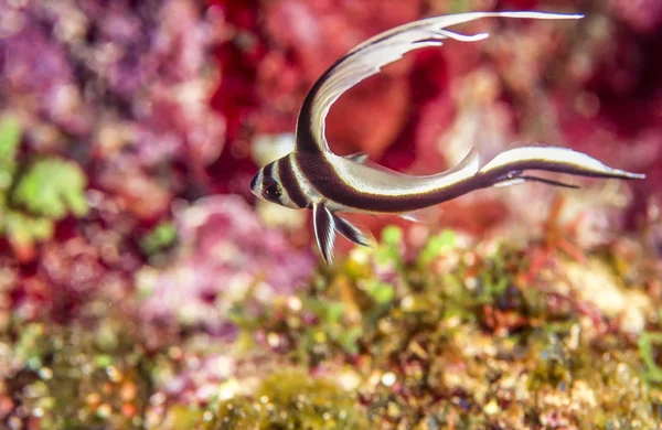 Juvenile spotted drumfish, — Stock Photo, Image