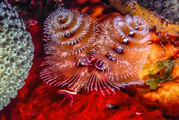 Underwater coral reef Stock Photo