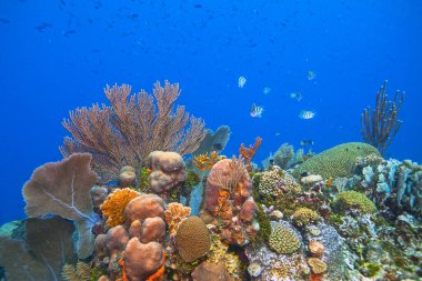 Karayip mercan resifi, Roatan, Honduras adasının kıyısında.