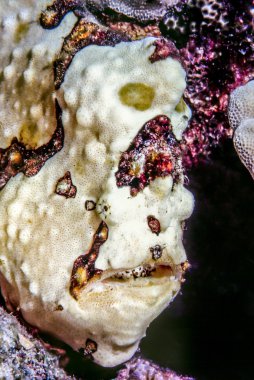 mercan resif üzerinde frogfish