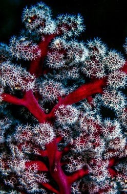 dendronephthya yumuşak mercanlar