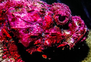 Stonefish