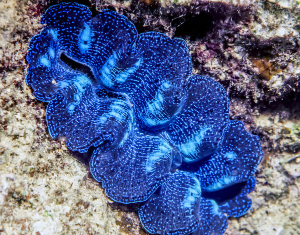 Гигантский клам в южной части Тихого океана
