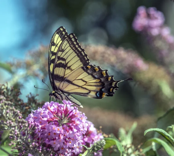 Motyle swallowtail — Zdjęcie stockowe