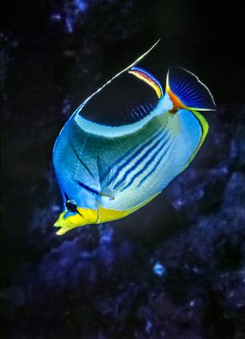 Eyer Butterflyfish