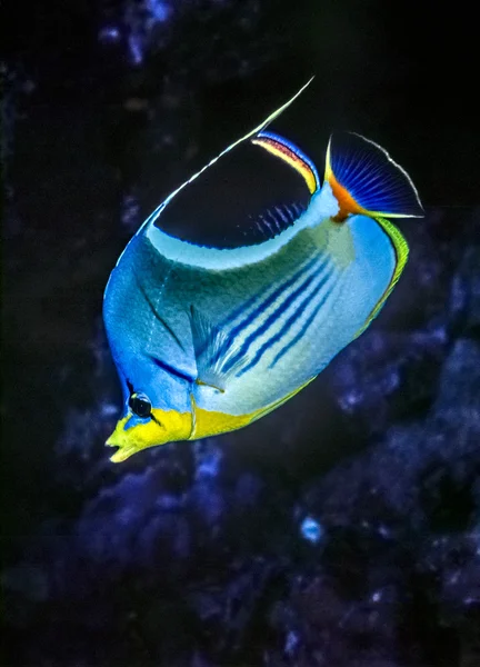 Eyer Butterflyfish — Stok fotoğraf