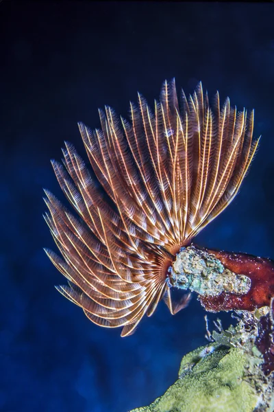 Feather duster worm — Stock Photo, Image