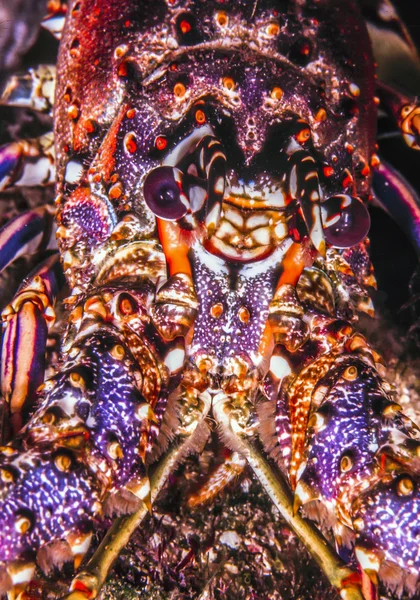 Panulirus guttatus, the spotted spiny lobster — Stock Photo, Image