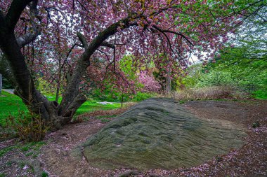 Central Park 'ta bahar, New York City, sabahın erken saatleri.