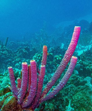 Callyspongia ya da Cladochalina, Callyspongiidae familyasından bir sünger türü.