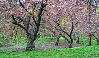 Central Park 'ta bahar, New York City, sabahın erken saatleri.