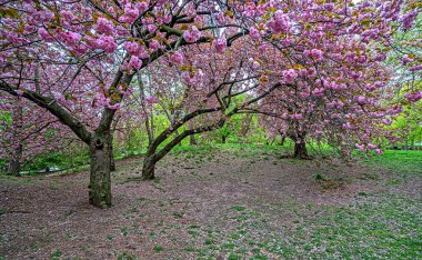 Central Park 'ta bahar, New York City, sabahın erken saatleri.