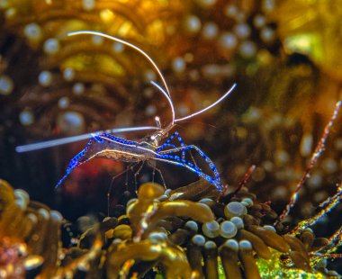 Ancylomenes pedersoni, bazen Pederson karidesi olarak da bilinir.