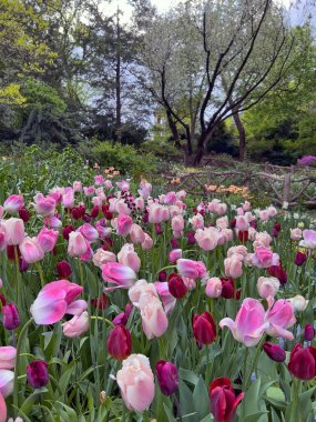 Laleler, Tulipa, bahar çiçekleri açan, uzun ömürlü bir bitkisel jeofit cinsidir.