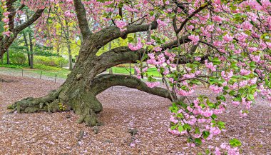 Baharın başlarında New York Central Park 'ta çiçek açan Japon kiraz ağacı.