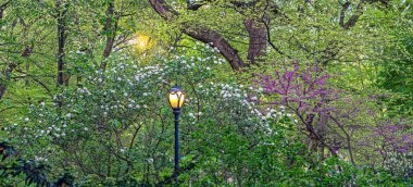 Central Park, New York Şehri