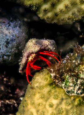 mercan resif üzerinde frogfish